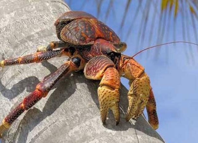 曾是日本殖民地，如今却和日本走得最近，当地人把蝙蝠当美食