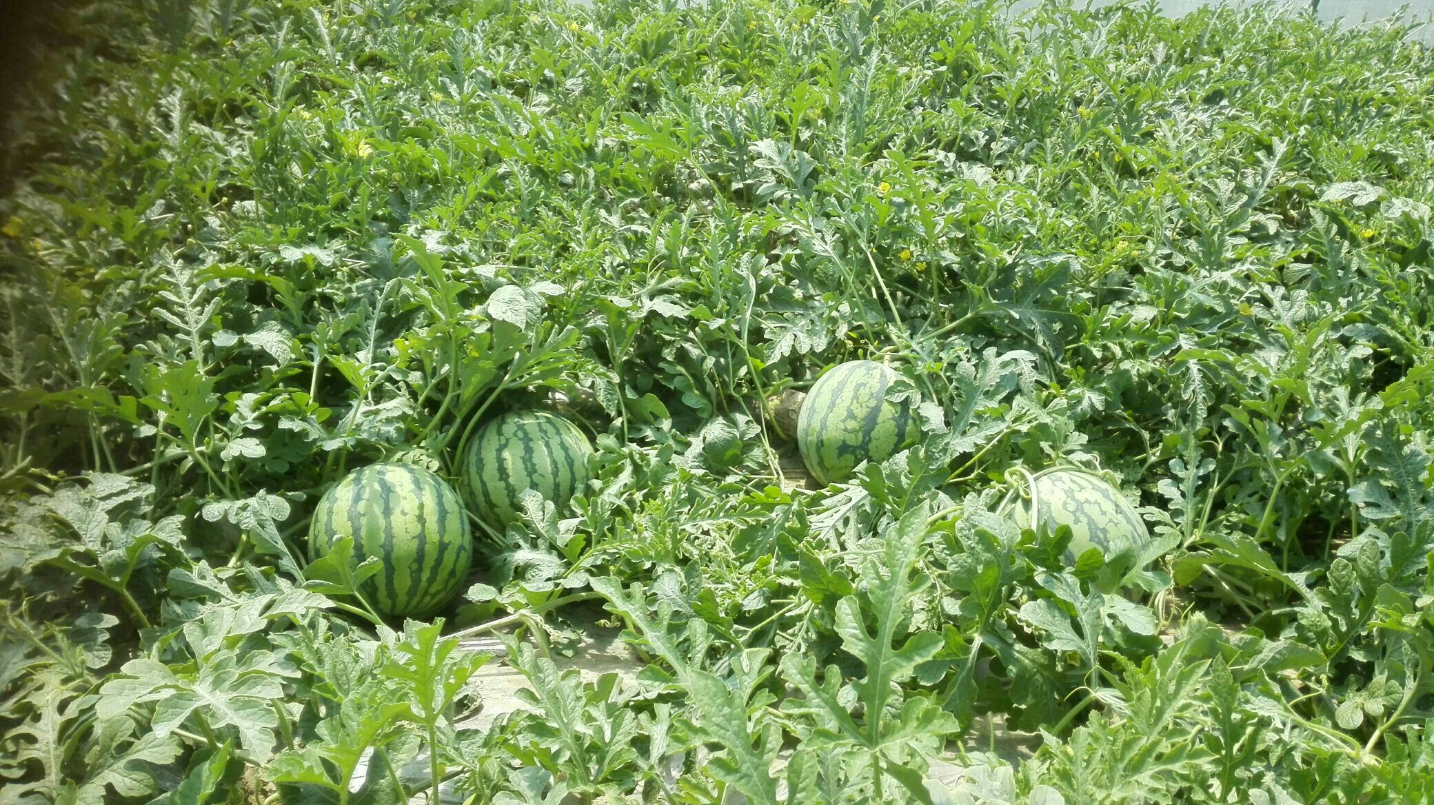 西瓜蔓枯死亡率是多少,西瓜蔓藤枯死用什么可治