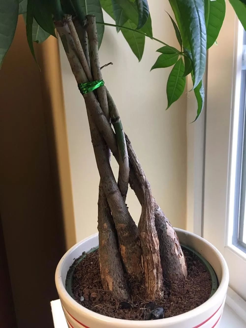 发财树叶子都黄了怎么养回来,发财树发现有一株烂根了怎么办