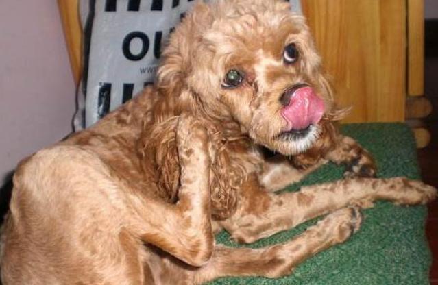 泰迪舔主人身体代表什么,泰迪犬舔毛怎么回事