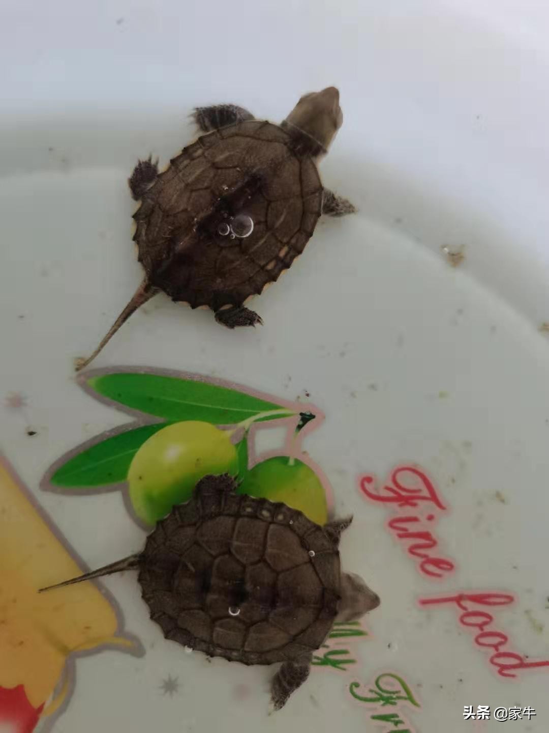 家牛的宠物龟、草金鱼、仙人球日志第364日