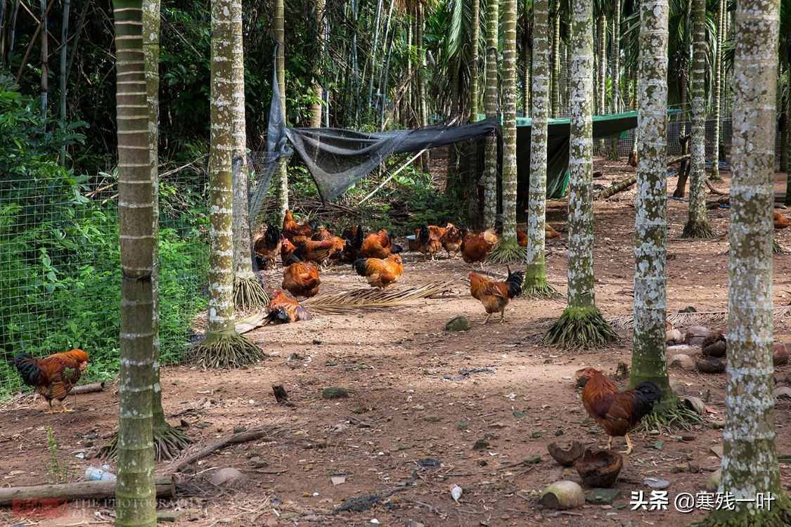 正宗海南文昌鸡,海南正宗文昌鸡吃什么长大的