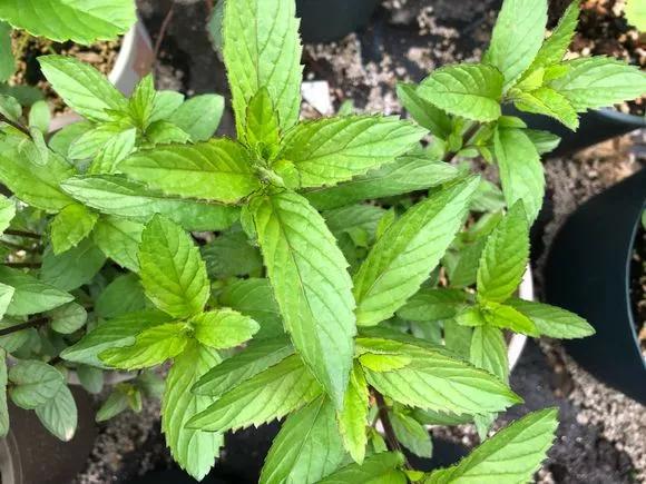 薄荷在家中养哪个品种比较好,薄荷什么品种适合养在家里