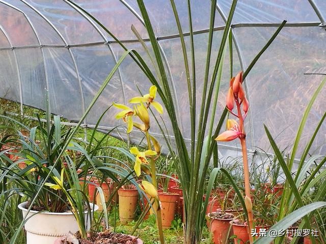 根系不好的兰花新上盆多久服盆,兰花上盆直接浇水还是服盆浇