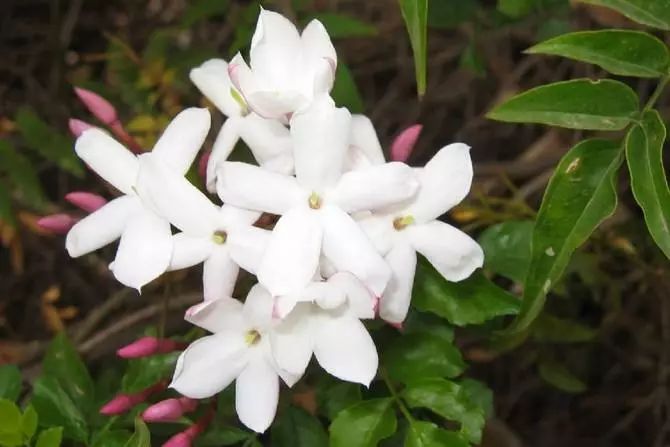 各国国花及花语英文,世界各国的国花资料