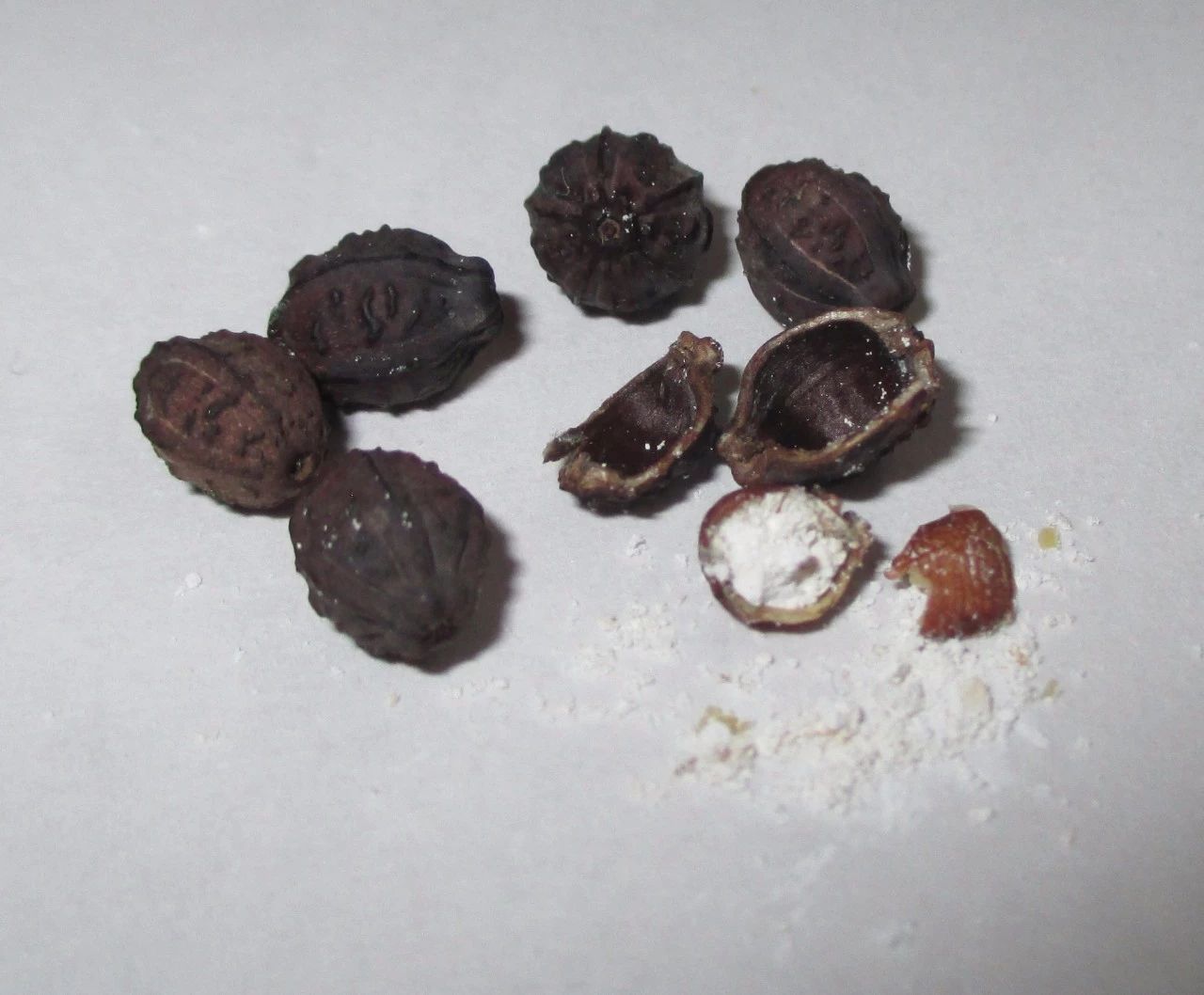 像地雷一样的花种子,俗称地雷的植物