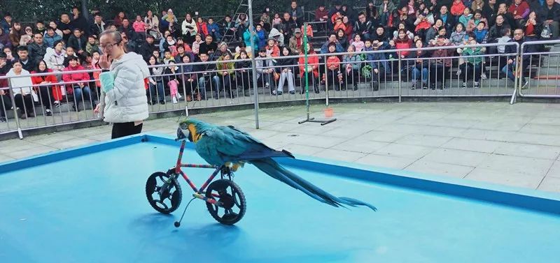 穹窿山风景区：金猪绘新春年味快乐过传统新年！