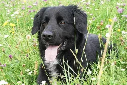 狗狗肉垫护理视频,夏季狗狗冰垫