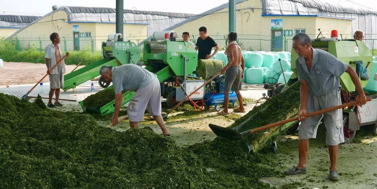 农村常见树木，白色汁液让人嫌弃，果实像“灯笼”，可用来治藓