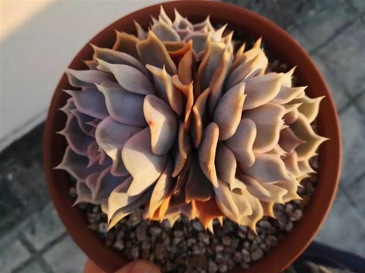 多肉十二卷养护经验,露养多肉过冬的最佳方法