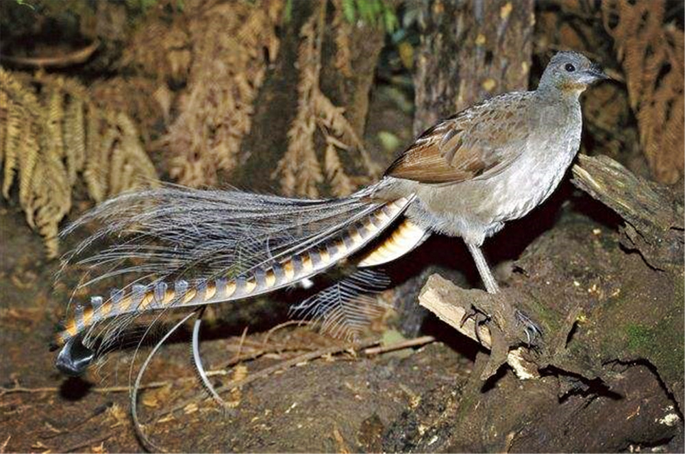 澳洲有种爱唱歌的鸟，学别的鸟叫营造假象，还能模仿汽车喇叭声