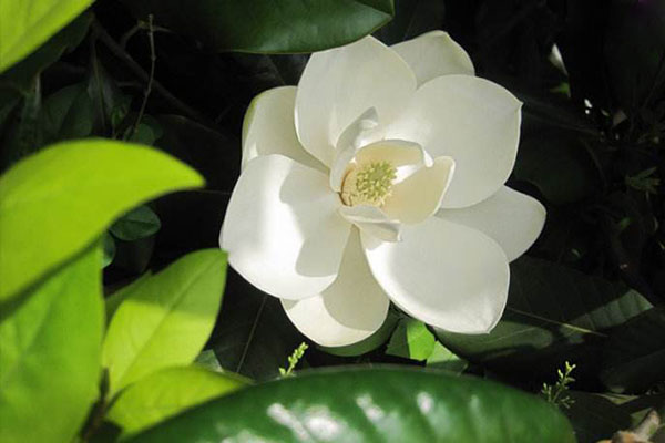 广玉兰树树叶发黄枯萎补救办法,广玉兰叶子发黄