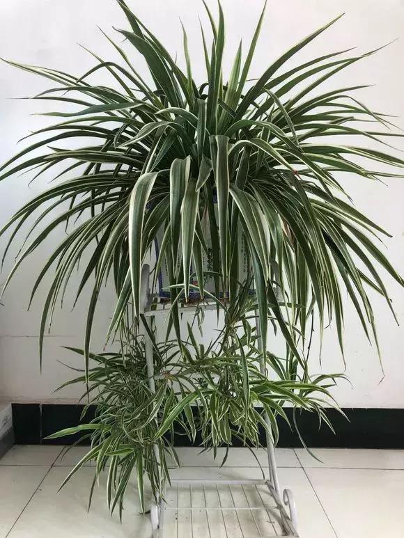 绿萝如何养才能活得更茂盛,养绿萝只需2个技巧