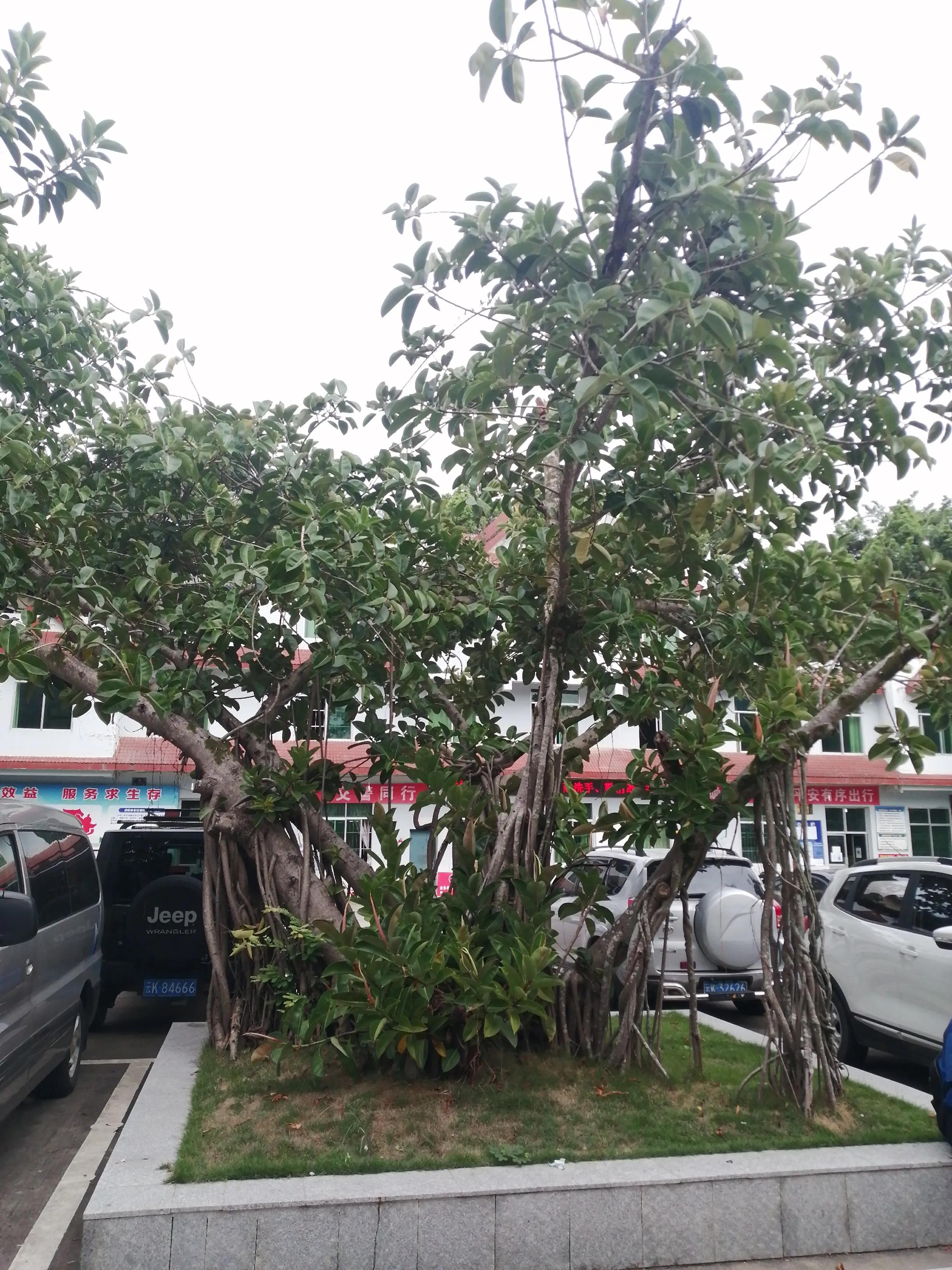 景洪市西双版纳风情园视频,西双版纳景洪市民族风情园