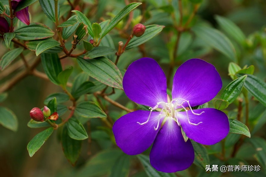 花开似牡丹,果实曾是儿时的零食,根部价值高,只是很多人不知道