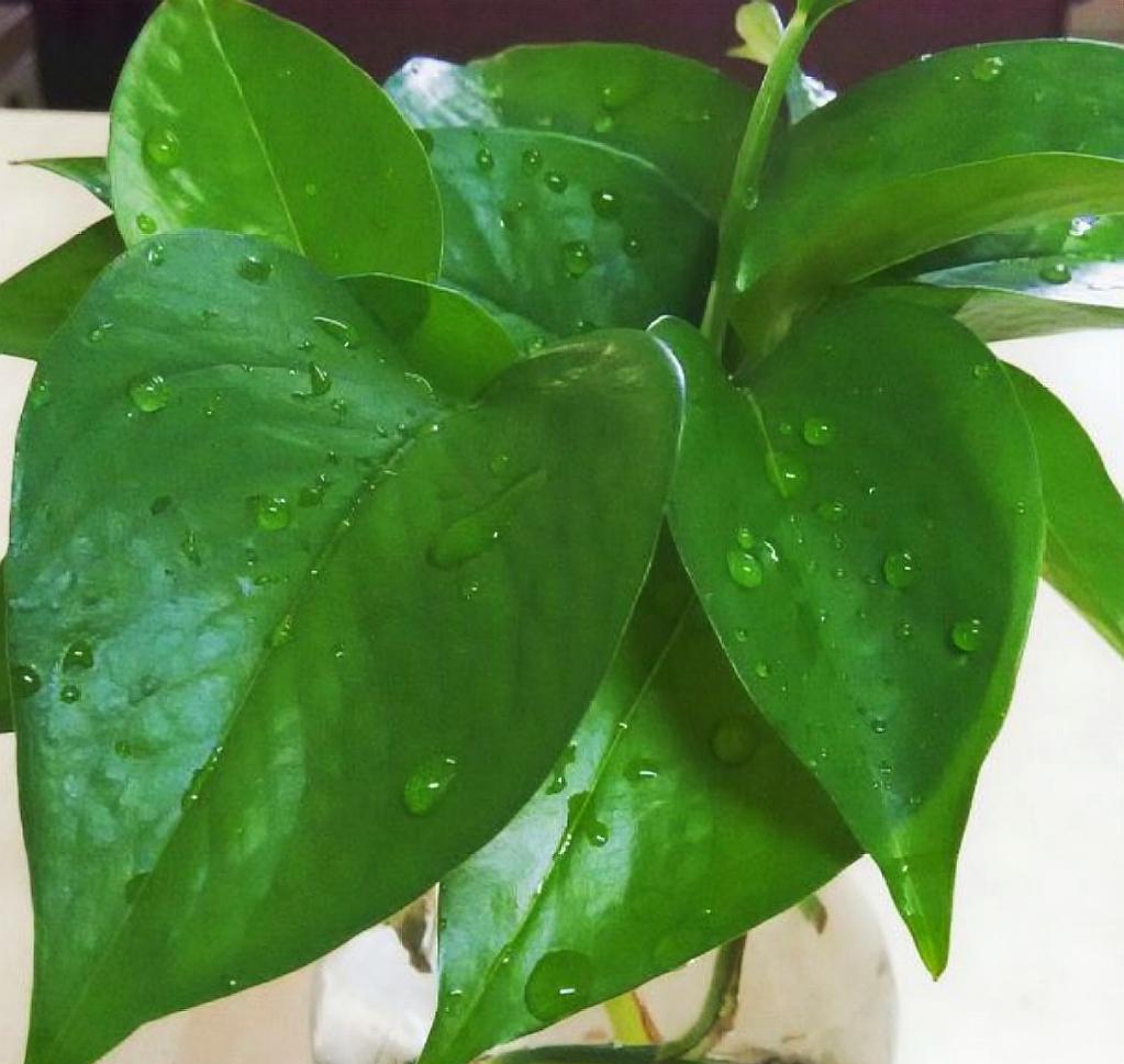 养绿萝浇什么肥料长得快,绿萝浇什么肥料好养