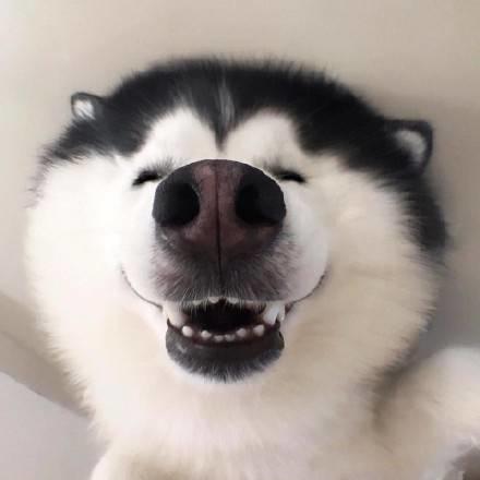 比柯基短腿好看的狗,和柯基杂交的狗狗都是小短腿吗