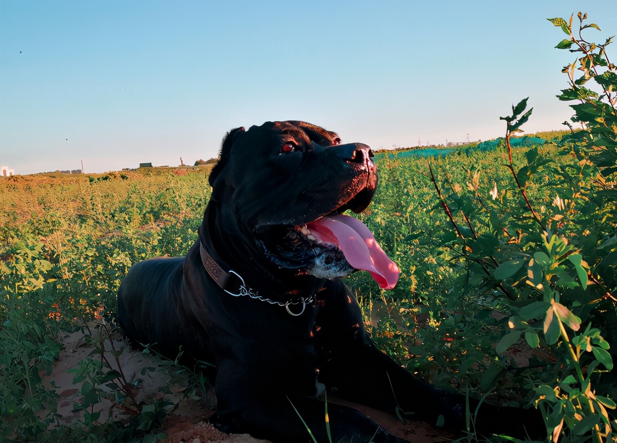 卡斯罗为什么几乎没人养,卡斯罗为啥看着那么傻