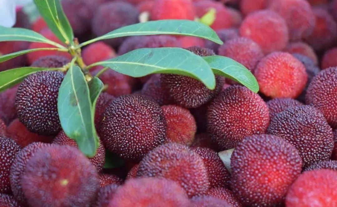 苏州西山十大知名农家乐有哪些,带你走一走苏州的太湖边农家乐