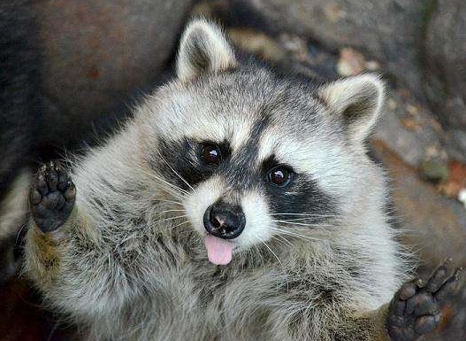 养一只浣熊要注意什么,家里养一只浣熊是什么体验