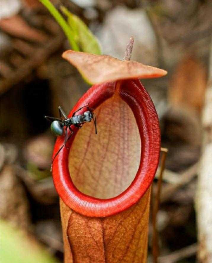 猪笼草能吸引蚊子吗,猪笼草可以吃蚊子吗