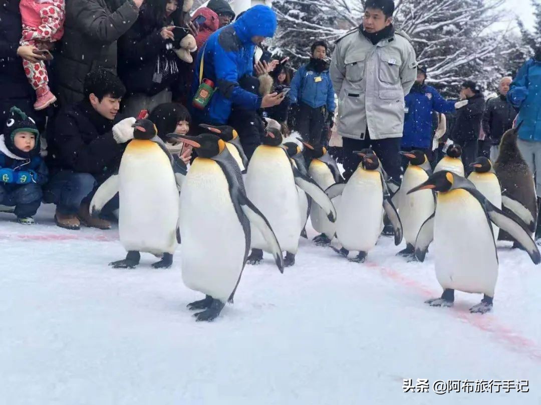 豆瓣9.1分，看过不足1500人，我却复盘了张日本最全野游图