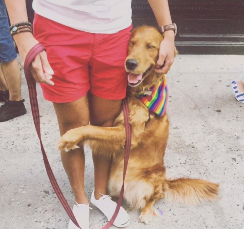 狗狗太爱叫了怎么办,狗狗懒怎么办教你一招