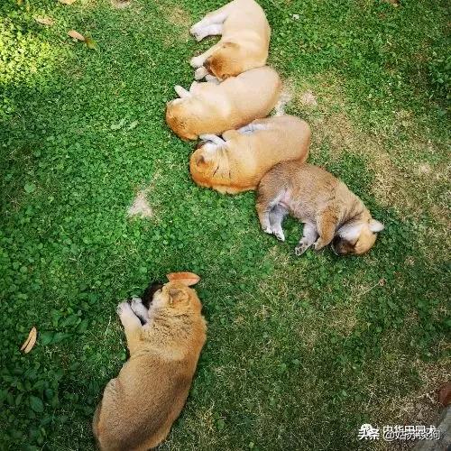 土狗为何只有中华田园犬这么贵,中华田园犬有多省钱