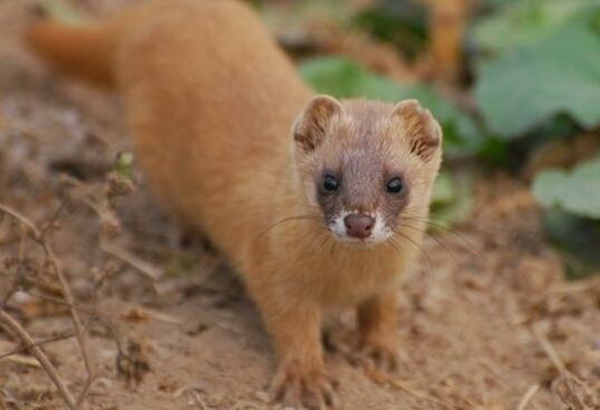 为何老祖宗说黄鼠狼不可以杀?科研结果表明,果然真的不能杀