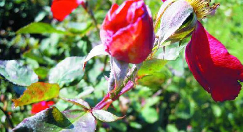 月季花得了黑斑病怎么办,月季花主枝长白粉病如何处理