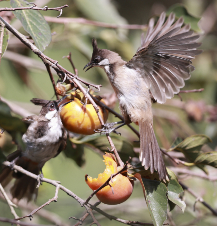 鸟中“C罗”来了!据说是西湖最酷的仔