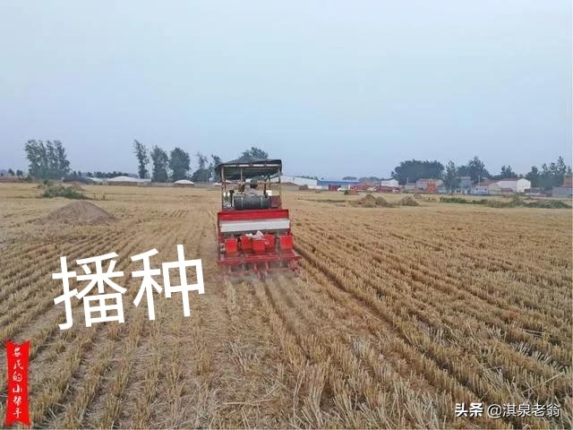 适合河南省种的麦茬花生高产品种,麦茬花生怎么增产