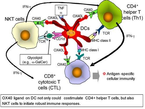 免疫NKT细胞,nkt细胞治疗肿瘤十大科普问题