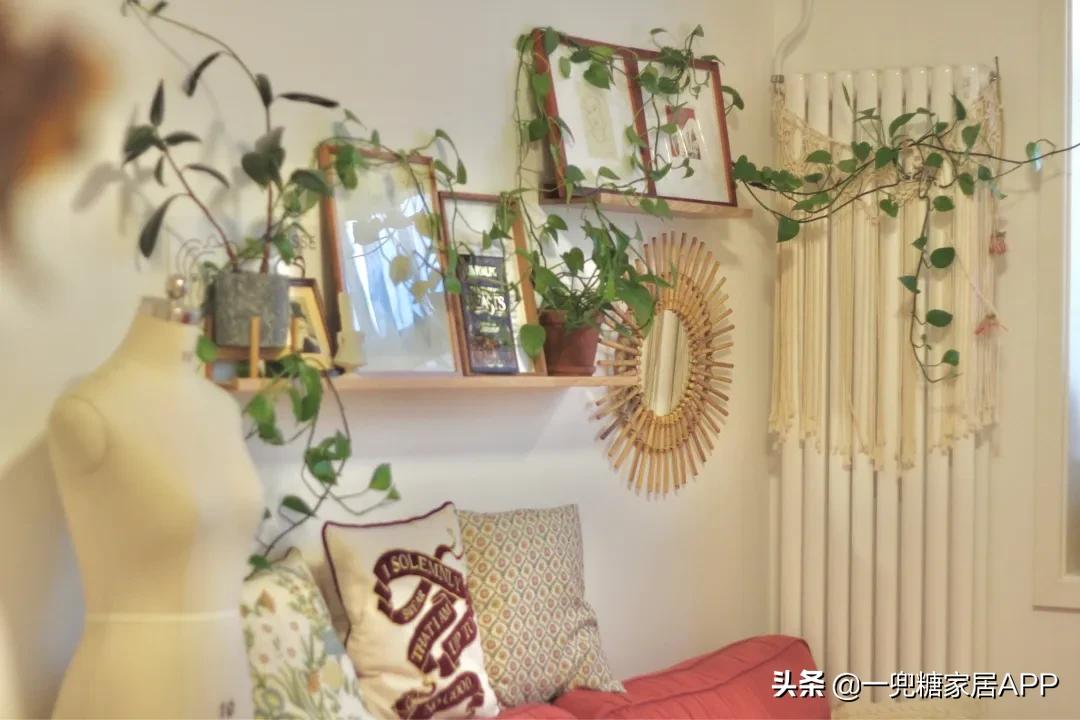 手残党绿植大全,给大家推荐几款超好养的绿植