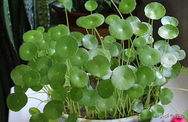 盆栽金钱草怎么养殖,盆栽金钱草的钩法