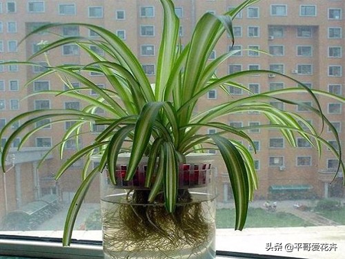 适合室内养的耐阴开花植物水培,冬天室内适合养什么绿植水培