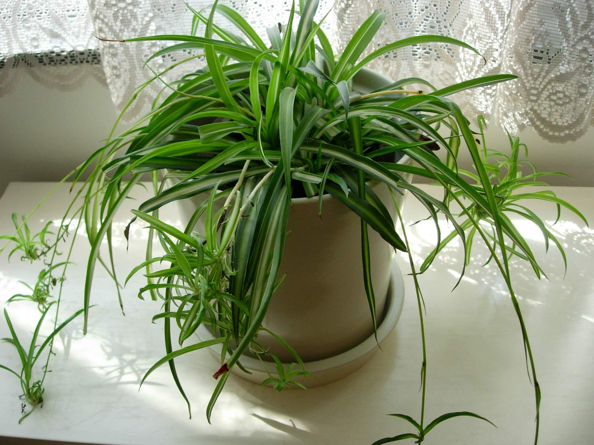 怎样养吊兰才能长得好,吊兰怎么养才能更旺盛小妙招