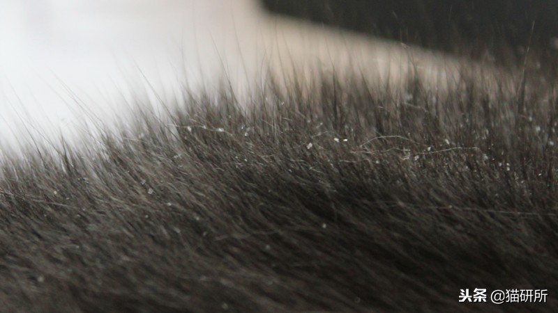 猫咪轻松除毛,猫咪毛发干枯毛躁怎么护理