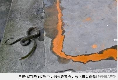 野外生存的知识有哪些,农村常见的蛇类你都认识吗