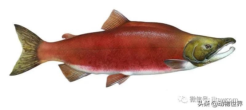 三文鱼是怎样的鱼,三文鱼冷冻后还可以生吃吗