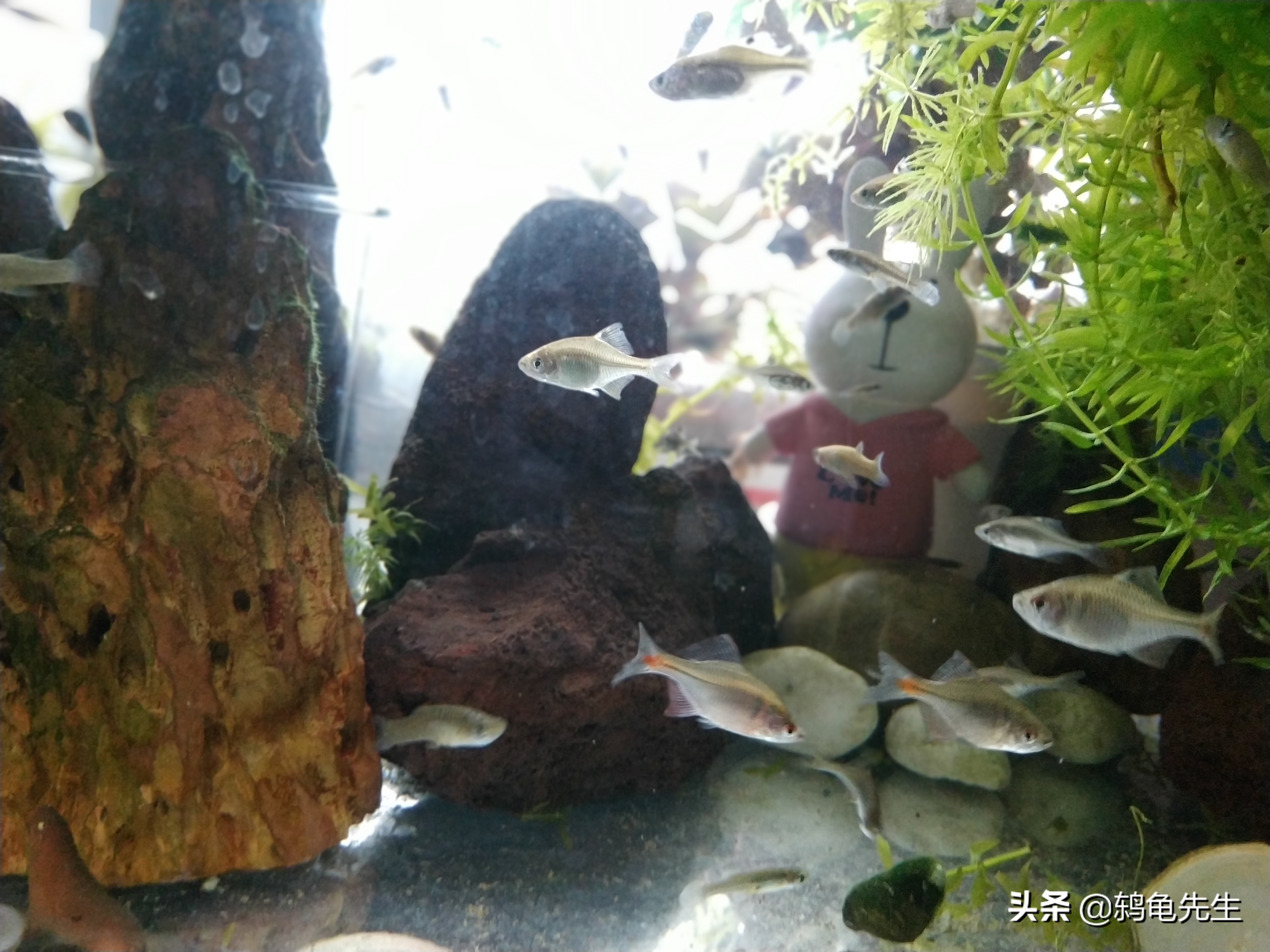 无过滤无打氧鱼缸开缸教程,无过滤无打氧怎么建立硝化系统