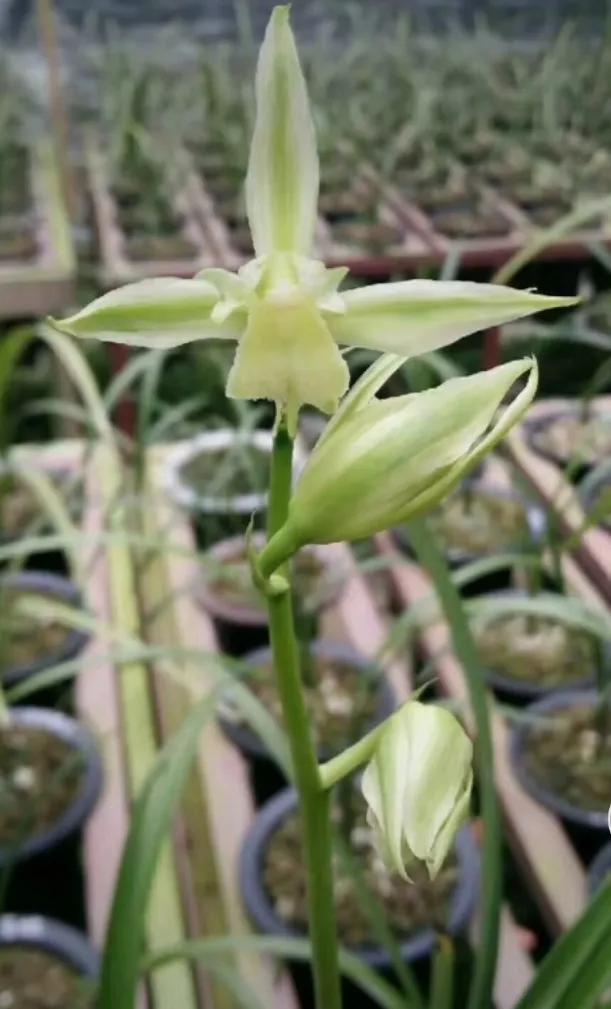 *博兰**会上，一盆兰花以30万元价格现场成交，大佬：买主好眼力