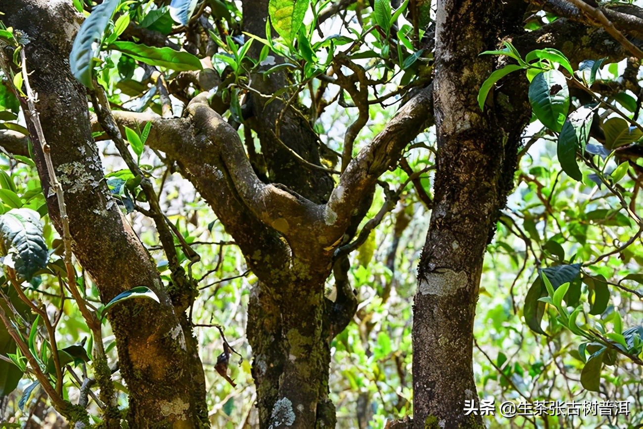 普洱茶收藏书籍推荐,普洱茶的香气大揭秘