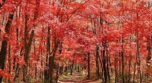 吉林省蛟河市地理位置,吉林省蛟河市地图