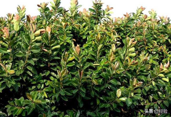 橡皮树黄叶掉叶是怎么回事,橡皮树掉叶的地方还能长出叶子吗