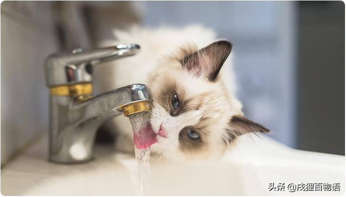 猫咪遗传性肾衰竭会死吗,猫咪肾脏肿大疾病有哪些