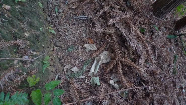 户外踏青驴友必看，伤人的野猪夹子预防识别及自我解救的三个方法