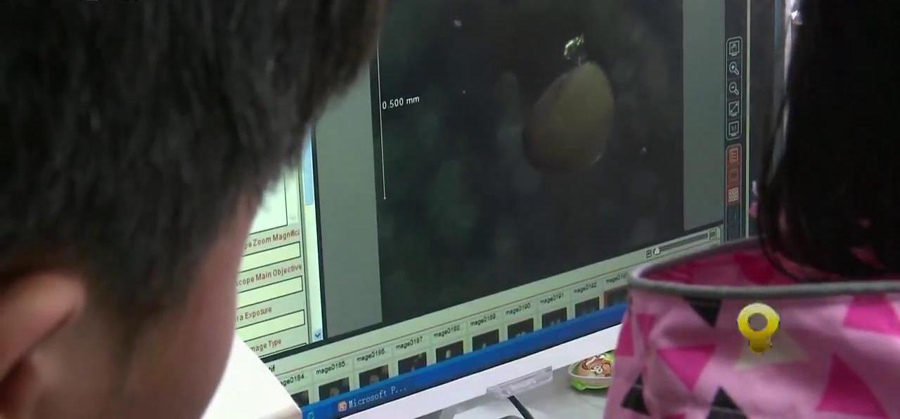 显微镜下的海洋生物,显微镜下的海洋