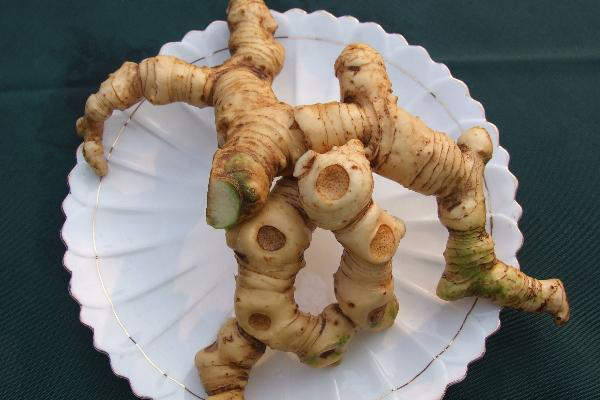 黄精种植扶贫,乡村振兴中药材黄精种植