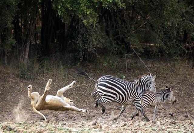 母狮抓住小斑马老斑马见死不救,母狮独自将斑马赶进狮群包围圈